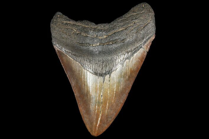 Fossil Megalodon Tooth - Serrated Blade #130703